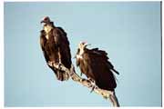 Supov�, Kruger N�rodn� park. Jihoafrick� republika.
