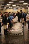 Rann� dra�ba tu��k�. Kupci si prohli�ej� kvalitu ryb. Ryb� trh Tsukiji, Tokio. Japonsko.