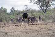 Zebry a �irafa, Kruger N�rodn� park. Jihoafrick� republika.