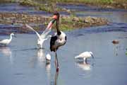 ��p, Kruger N�rodn� park. Jihoafrick� republika.