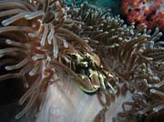Sasankov� krab uvnit� sasanky (Anemone Crab inside Anemone) - skupina porcel�nov�ch krab� (Porcellanidae). Lokalita Richelieu Rock. Thajsko.