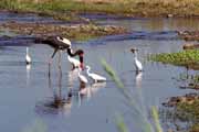 ��p, Kruger N�rodn� park. Jihoafrick� republika.