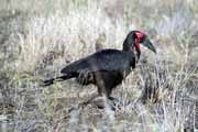 Zuboro�ec, Kruger N�rodn� park. Jihoafrick� republika.