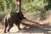 Slon v pr�ci - nese chobotem kl�du. Kemp s pracovn�mi slony. Okol� m�sta Taungoo. Myanmar (Barma).