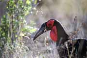 Zuboro�ec, Kruger N�rodn� park. Jihoafrick� republika.