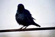Pt�k (Glosy starling), Kruger N�rodn� park. Jihoafrick� republika.