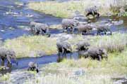 Sloni, Kruger N�rodn� park. Jihoafrick� republika.