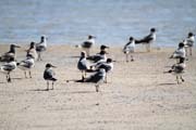 Pl� La Boca, Playa Santa Lucia. Kuba.