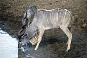 Antilopa Kudu, Hluhluve-Umfolozi N�rodn� park. Jihoafrick� republika.