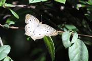 Mot�l, Ci�naga de Zapata (Gran Parque Natural Montemar). Kuba.