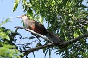 Pt�k, Ci�naga de Zapata (Gran Parque Natural Montemar). Kuba.