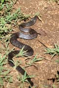 Had, Ci�naga de Zapata (Gran Parque Natural Montemar). Kuba.
