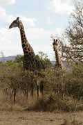 �irafy, Hluhluve-Umfolozi N�rodn� park. Jihoafrick� republika.