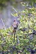 Pt�k (Livingstone's Lourie),  Hluhluve-Umfolozi N�rodn� park. Jihoafrick� republika.