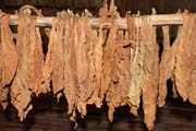 Su�en� tab�ku, tab�kov� plant�, �dol� Vinales (Valle de Vinales). Kuba.