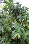 K�va, �dol� Vinales (Valle de Vinales). Kuba.
