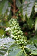 K�va, �dol� Vinales (Valle de Vinales). Kuba.