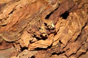 Usu�en� tab�kov� listy, tab�kov� plant�, �dol� Vinales (Valle de Vinales). Kuba.