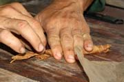 Balen� doutn�ku, tab�kov� plant�, �dol� Vinales (Valle de Vinales). Kuba.