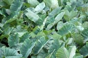 Tab�k, �dol� Vinales (Valle de Vinales). Kuba.
