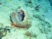 Amf�ra, Playa Santa Lucia. Kuba.
