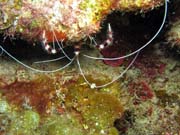 �ist�c� kreveta, Playa Giron. Kuba.
