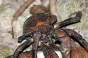 Kokosov� krab, Pulau Kadidiri, ostrovy Togean. Sulawesi, Indon�sie.