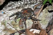 Kokosov� krab, Pulau Kadidiri, ostrovy Togean. Sulawesi, Indon�sie.