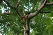 Zoboro�ec (hornbill), N�rodn� park Tangkoko. Sulawesi, Indon�sie.