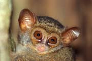 Tarsier, N�rodn� park Tangkoko. Sulawesi, Indon�sie.