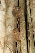 Tarsier, N�rodn� park Tangkoko. Sulawesi, Indon�sie.