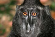 �ern� makak, N�rodn� park Tangkoko. Sulawesi, Indon�sie.