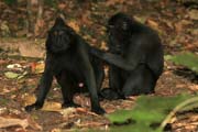 �ern� makak, N�rodn� park Tangkoko. Sulawesi, Indon�sie.