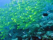 Bangka dive sites. Sulawesi, Indon�sie.