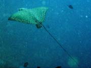 Eagle ray, Bangka dive sites. Sulawesi, Indon�sie.