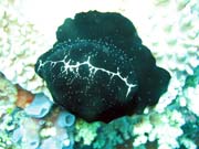 Bangka dive sites. Sulawesi, Indon�sie.