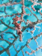 Pygmy seahorse (miniaturn� mo�sk� kon�k), Bangka dive sites. Sulawesi, Indon�sie.