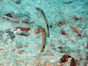 Garden eel (�ho�i), Bangka dive sites. Sulawesi, Indon�sie.