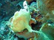 Frogfish (rozedranec), Bangka dive sites. Sulawesi, Indon�sie.