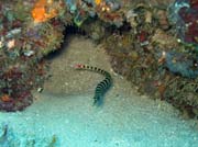 Pipefish, Bangka dive sites. Sulawesi, Indon�sie.