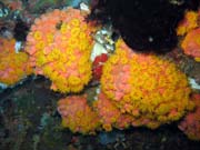 Soft corals (m�kk� kor�ly), Bangka dive sites. Sulawesi, Indon�sie.