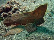 Scorpion leaf fish, Lembeh dive sites. Sulawesi, Indon�sie.