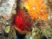Flaming scallop (n�kdy t� naz�van� Electrical clam shell), Lembeh dive sites. Sulawesi, Indon�sie.