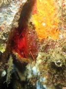 Flaming scallop (n�kdy t� naz�van� Electrical clam shell), Lembeh dive sites. Sulawesi, Indon�sie.