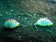 Nudibranches, Lembeh dive sites. Sulawesi, Indon�sie.