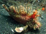 Scorpionfish, Lembeh dive sites. Sulawesi, Indon�sie.