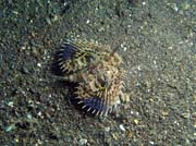 Scorpionfish, Lembeh dive sites. Sulawesi, Indon�sie.