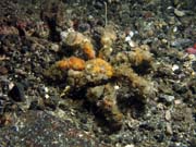 Krab, Lembeh dive sites. Sulawesi, Indon�sie.