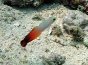 Goby fish, Bunaken dive sites. Sulawesi, Indon�sie.