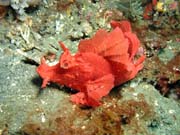 Scorpionfish, Lembeh dive sites. Sulawesi, Indon�sie.
